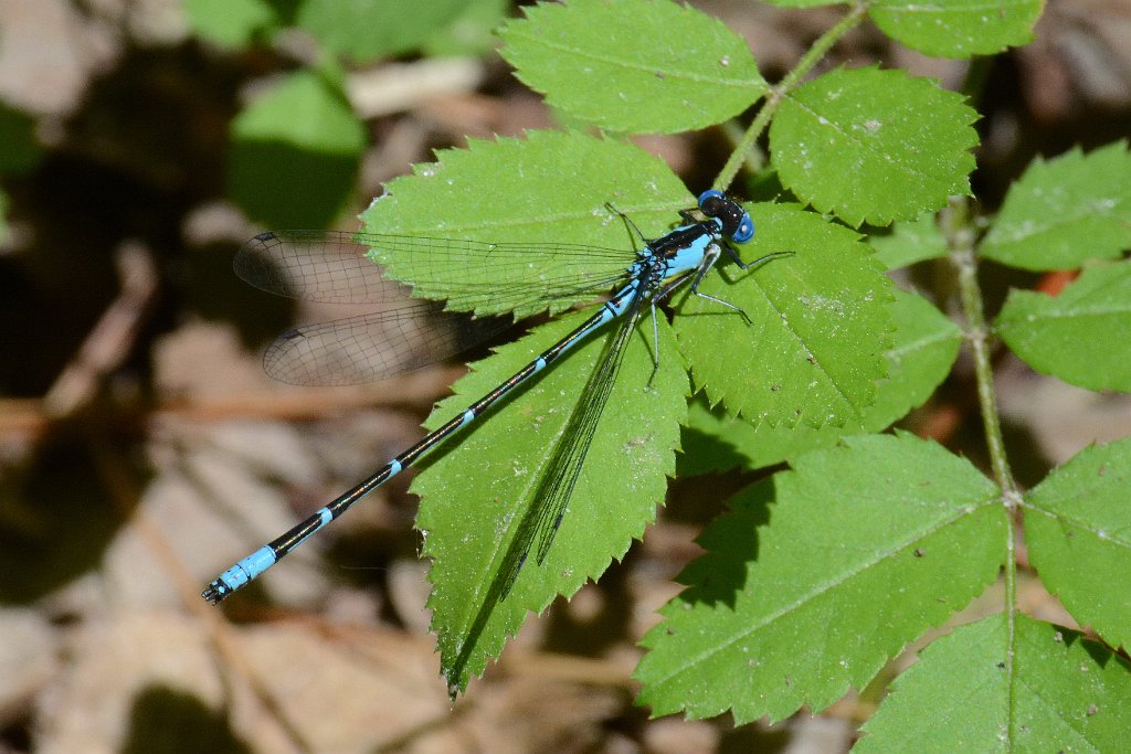 004 2013-06052396 Harvard, MA.JPG - Aurora Damsel (Chromagrion conditum)(m) Damselfly. Oxbow National Wildlife Refuge, MA, 6-5-2013